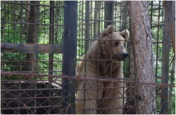 Հանքավանի հյուրանոցում ապօրինի պահվող գորշ արջը տեղափոխվել է Վայրի կենդանիների խնամքի կենտրոն. ԲԸՏՄ